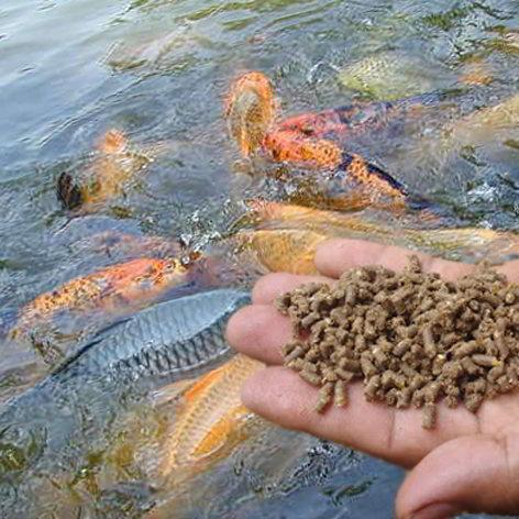 Fish Feeding Tips